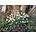 Galanthus rizehensis