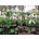 HVEE015 eigen selectie Galanthus elwesii elwesii