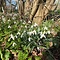 Galanthus nivalis 'Blonde Inge'