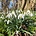 Galanthus nivalis 'Blonde Inge'