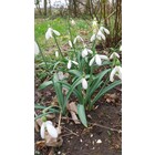Galanthus  plicatus 'Colossus'