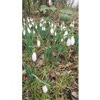 Galanthus nivals 'Carphatian Giant'