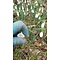 Galanthus plicatus 'Carphatian Giant'