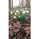 Galanthus elwesii 'Natalie Garton'
