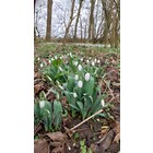 Galanthus elwesii 'Melanie Broughton'