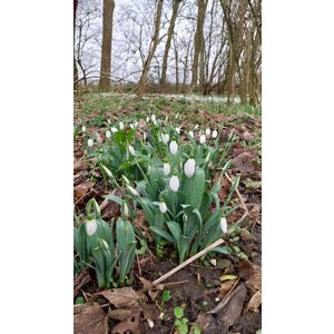 Galanthus elwesii var. elwesii 'Melanie Broughton'