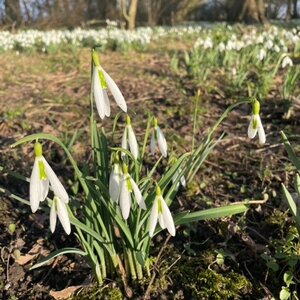 Galanthus x 'Wasp'
