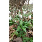Galanthus plicatus 'Fake Pearls'