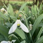 Galanthus elwesii 'Marjorie Brown'