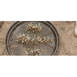 plantgoed van Galanthus nivalis