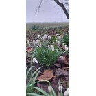 HVN(X)001 'Snelle Jelle'