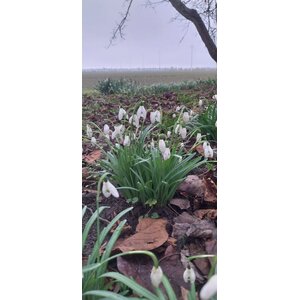 'Snelle Jelle' HVN(X)001