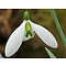 Galanthus x 'John Gray'