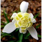 Galanthus 'Lady Elphinnstone'