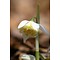 Galanthus 'Lady Elphinnstone'