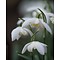 Galanthus 'Lady Elphinnstone'