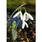 Galanthus elwesii 'Comet'