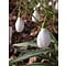 Galanthus plicatus 'Diggory'