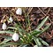 Galanthus plicatus 'Diggory'