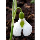 Galanthus plicatus 'Diggory'