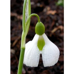 Galanthus plicatus 'Diggory'