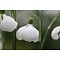 Galanthus plicatus 'Diggory'