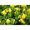 Corydalis lutea, gele helmbloem