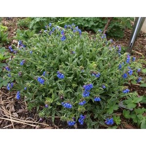 Pulmonaria longifolia, smalbladig longkruid