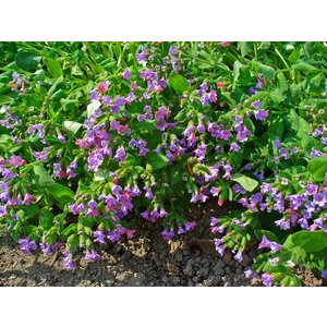 Pulmonaria officinalis, gevlekt longkruid