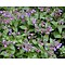 Pulmonaria officinalis, gevlekt longkruid