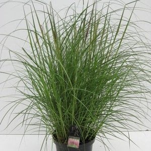 Miscanthus 'Red Chief'