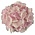Hydrangea macr. Soft Pink Salsa®