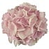 Hydrangea macr. Soft Pink Salsa®