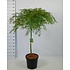 Acer Palmatum Dissectum op stam