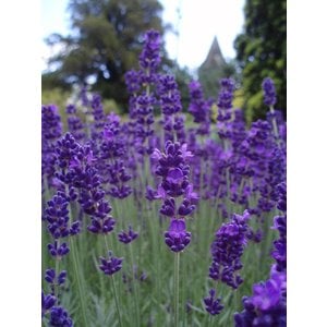 Lavendel Hidcote