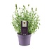Lavendel angustifolia 'Alba'