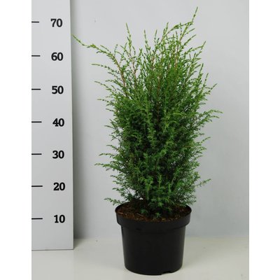 Juniperus comm. 'Hibernica'
