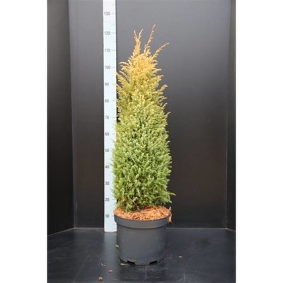 Juniperus com. Gold Cone.