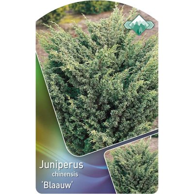 Juniperus Chinensis Blaauw (Jeneverbes)