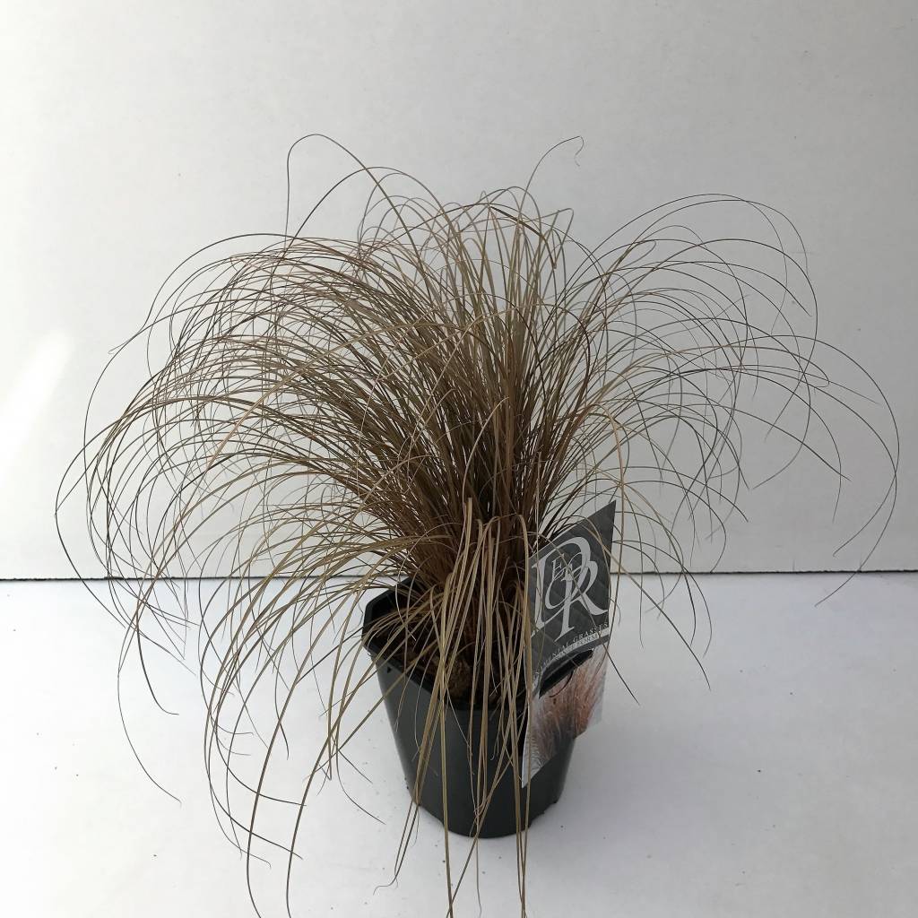 Carex comans 'Bronze Form' kopen bij Tuincentrum Boskoops ...