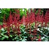 Astilbe ‘Visions in Red’