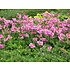 Anemone hyb. 'Hadspen Abundance'roz