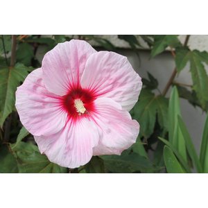 Hibiscus Syr Pink Giant