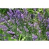 Lavendel Hidcote Tray 6 stuks