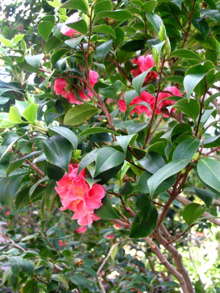 Verwonderlijk Goedkope Camelia - Online Tuincentrum BQ-87