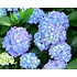 Hydrangea Macrophylla `Blue`