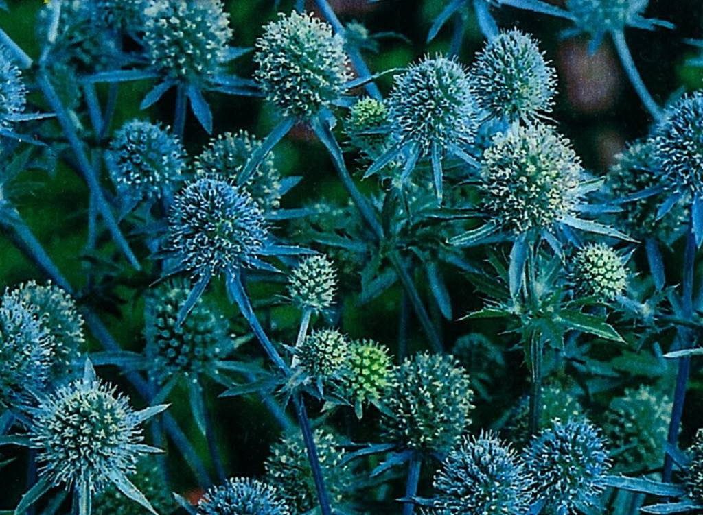 Eryngium Planum kopen bij Tuincentrum Boskoops.nl Online Tuincentrum