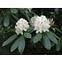 Rhododendron 'Catawbiense Album'