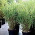 Bamboe Fargesia Tiny