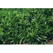 Prunus laurocerasus 'Grüner Teppich' kopen bij Tuincentrum Boskoops.nl